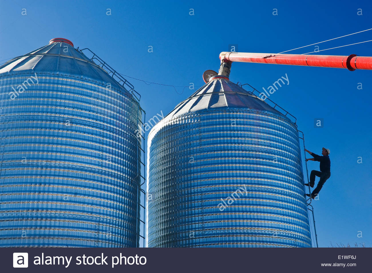 A Man Climbs A Grain Storage Bin While It Is Being Loaded With Peas intended for proportions 1300 X 954
