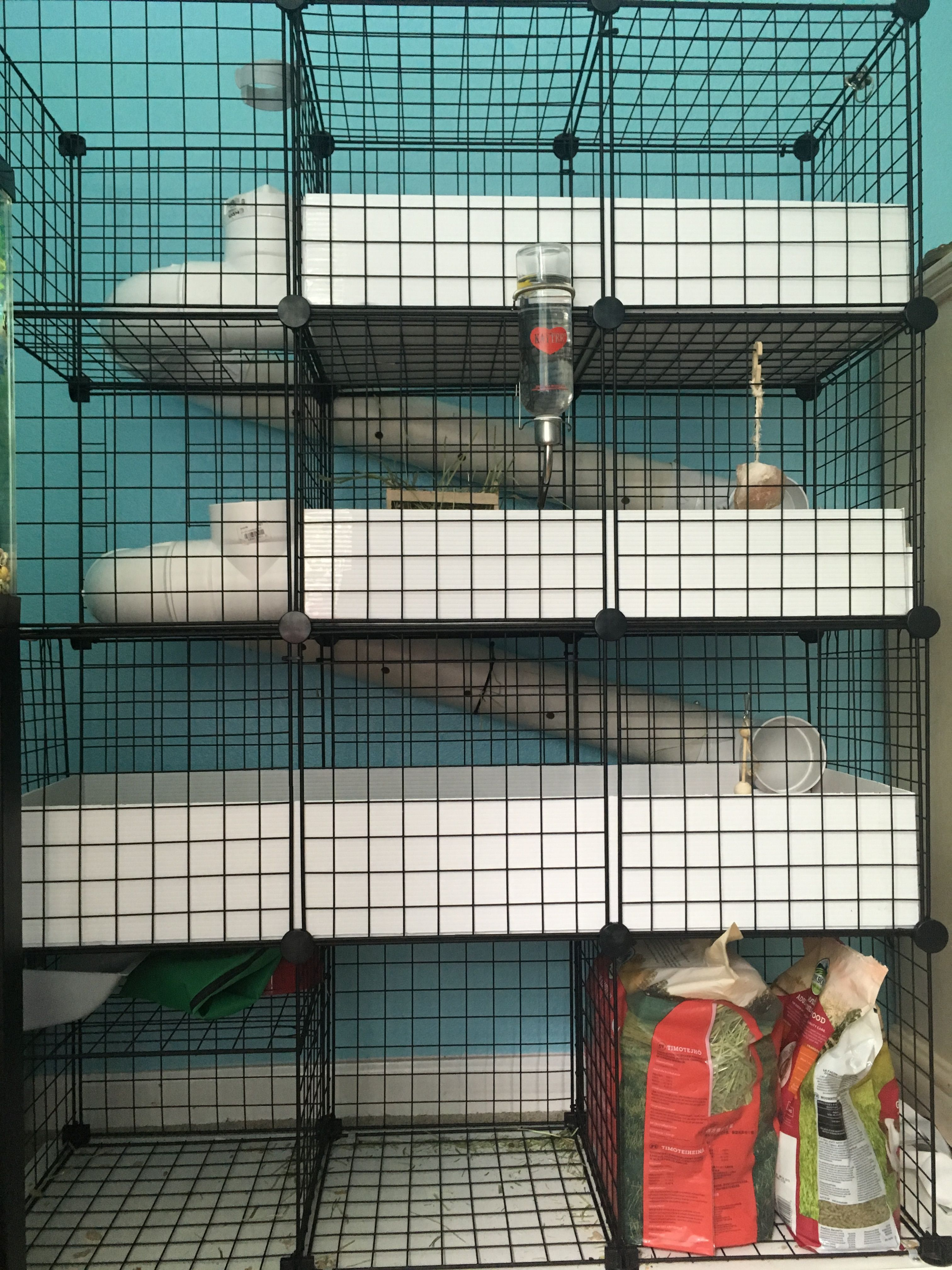 Homemade Guinea Pig Cage Made Out Of Chloroplast Stack And Rack intended for measurements 3024 X 4032