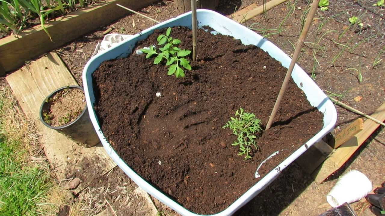 Planting Tomatoes In 18 Gallon Containers Preparing The Soil Egg within proportions 1280 X 720