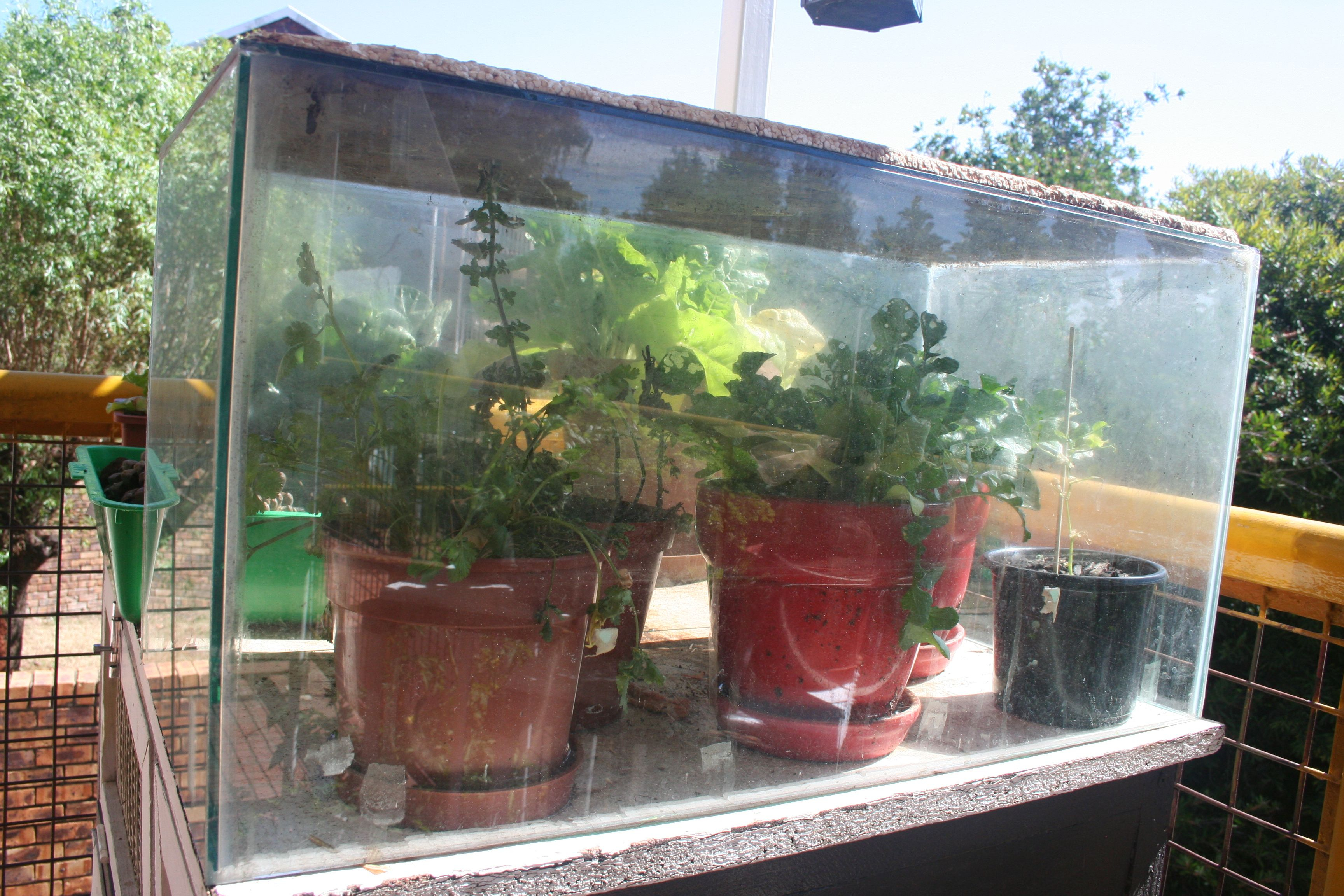 Use An Old Cracked Fish Tank As A Greenhouse Vegetable Garden with regard to size 3456 X 2304