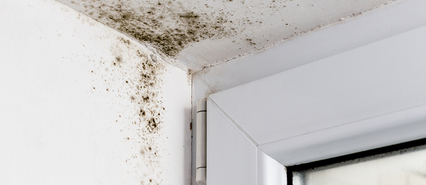 10 Easy Ways To Prevent Mould Growing In Your Home intended for proportions 1440 X 627