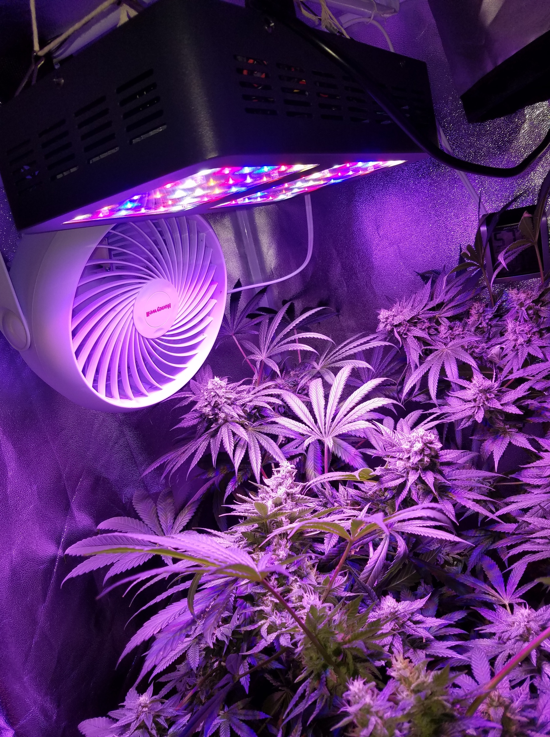 2x2x4 Grow Tent Set Up Overgrow within dimensions 1808 X 2419