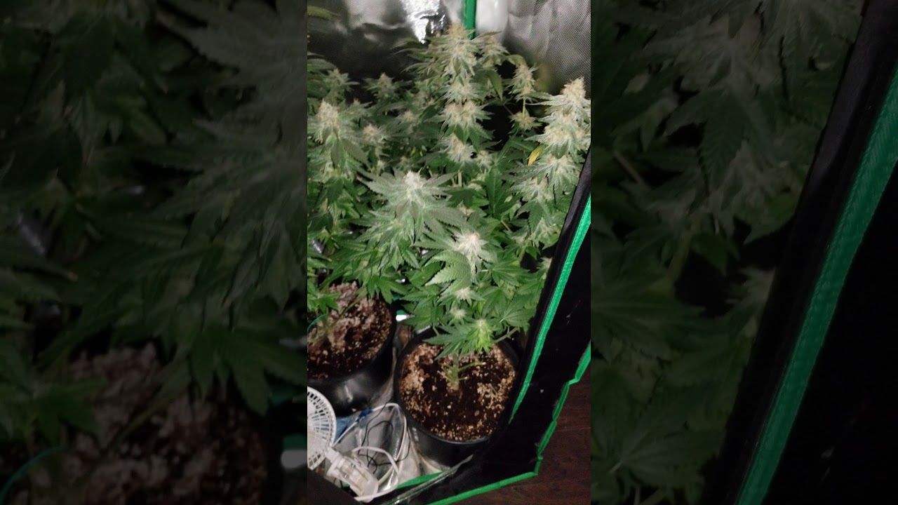 2x2x4 Grow Tent Set Up Part2 The Details And Day 41 Flower Update Of The Gelato Og Kush with regard to proportions 1280 X 720