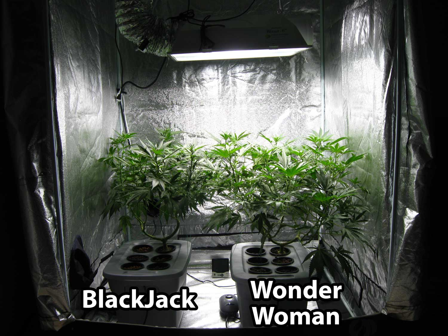 600w Hydroponic Grow Journal 2309 Oz Harvest Grow Weed intended for sizing 1500 X 1125
