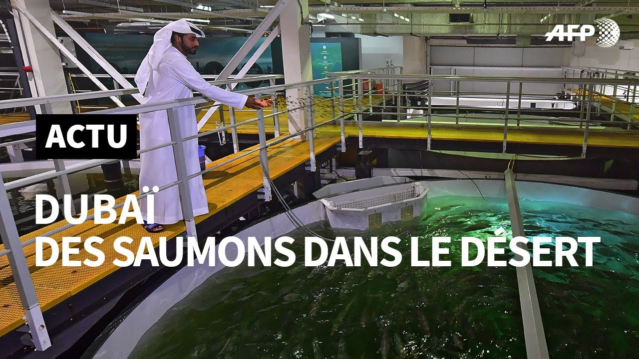 Au Beau Milieu Du Dsert Des Saumons Made In Duba Afp regarding dimensions 1280 X 720