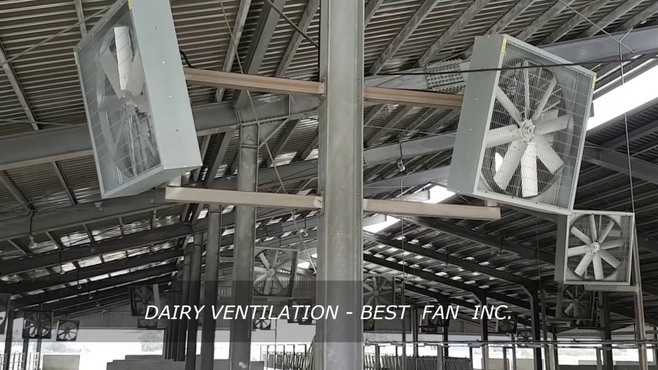 Barn Fans Dairy Fans Box Fans Panel Fans Ventilation Dairy Cow Barn intended for proportions 1280 X 720