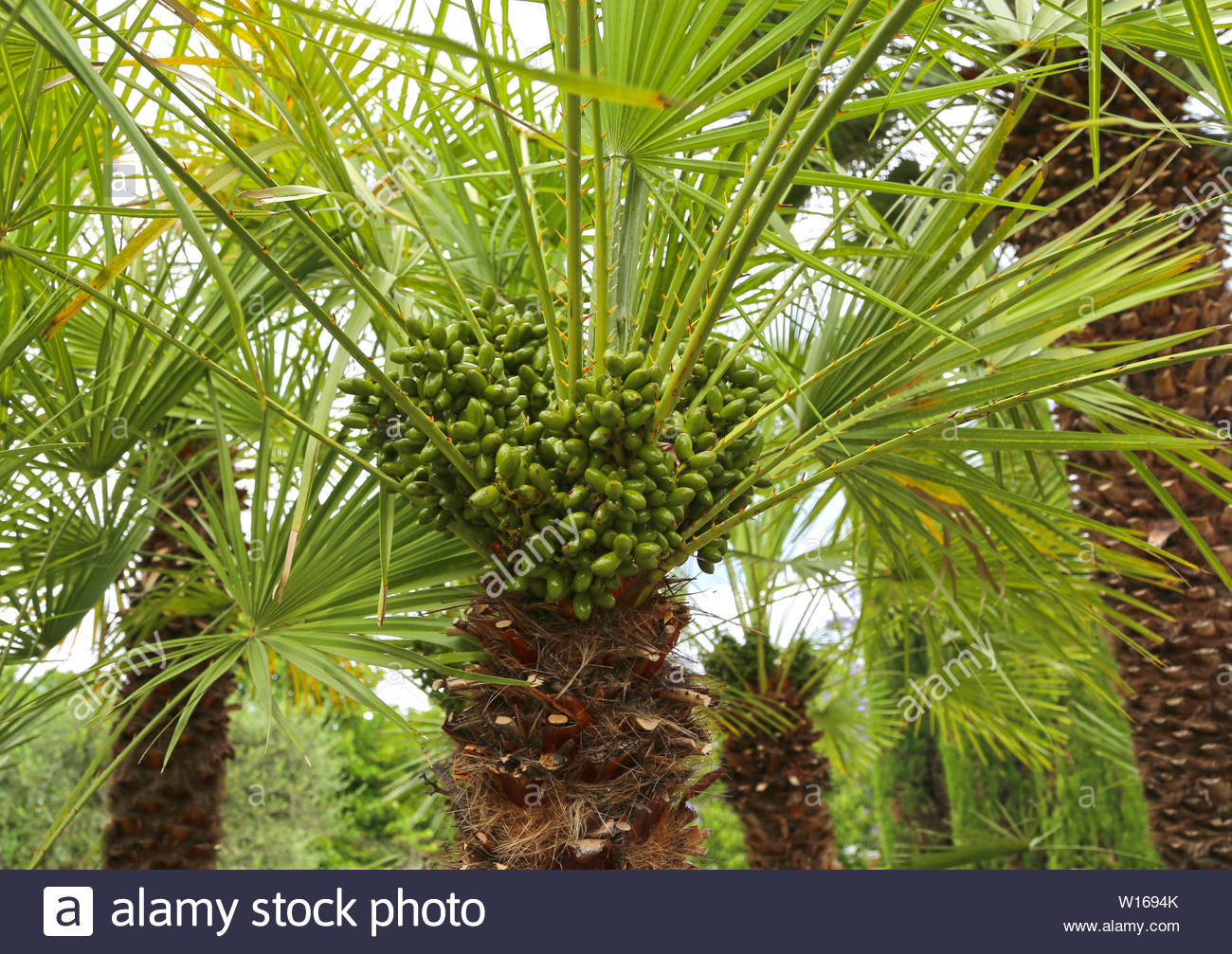 Chamaerops Humilis Mediterranean Fan Palm Palm Tree With for dimensions 1300 X 1007