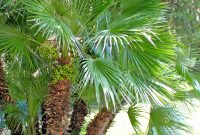 Chamaerops Humilis Mediterranean Fan Palm Palm Tree With regarding dimensions 933 X 1390