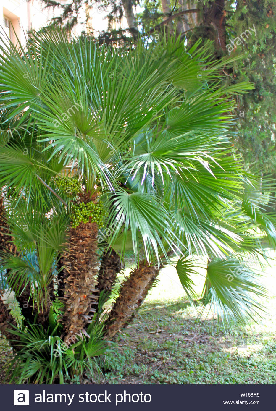Chamaerops Humilis Mediterranean Fan Palm Palm Tree With regarding dimensions 933 X 1390