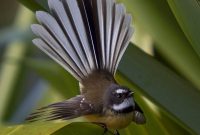 Fantail Bird New Zealand Avec Images Faune Et Flore for size 1600 X 1425