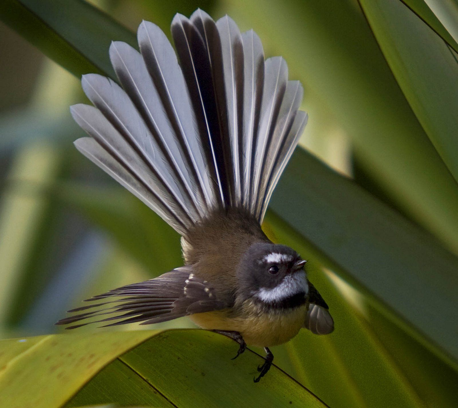 Fantail Bird New Zealand Avec Images Faune Et Flore for size 1600 X 1425