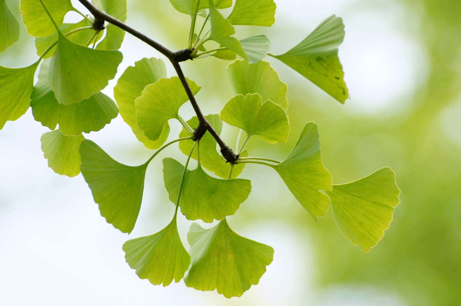 Ginkgo Description Natural History Uses Britannica inside sizing 1600 X 1063