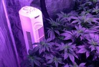 Googlegenies Fruity Chronic Cheese Grow Hydro 2300w intended for sizing 768 X 1024