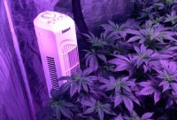 Googlegenies Fruity Chronic Cheese Grow Hydro 2300w pertaining to dimensions 768 X 1024