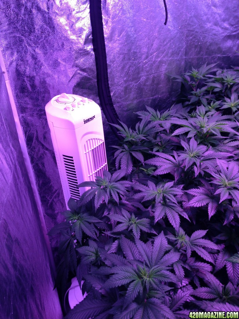 Googlegenies Fruity Chronic Cheese Grow Hydro 2300w with regard to size 768 X 1024