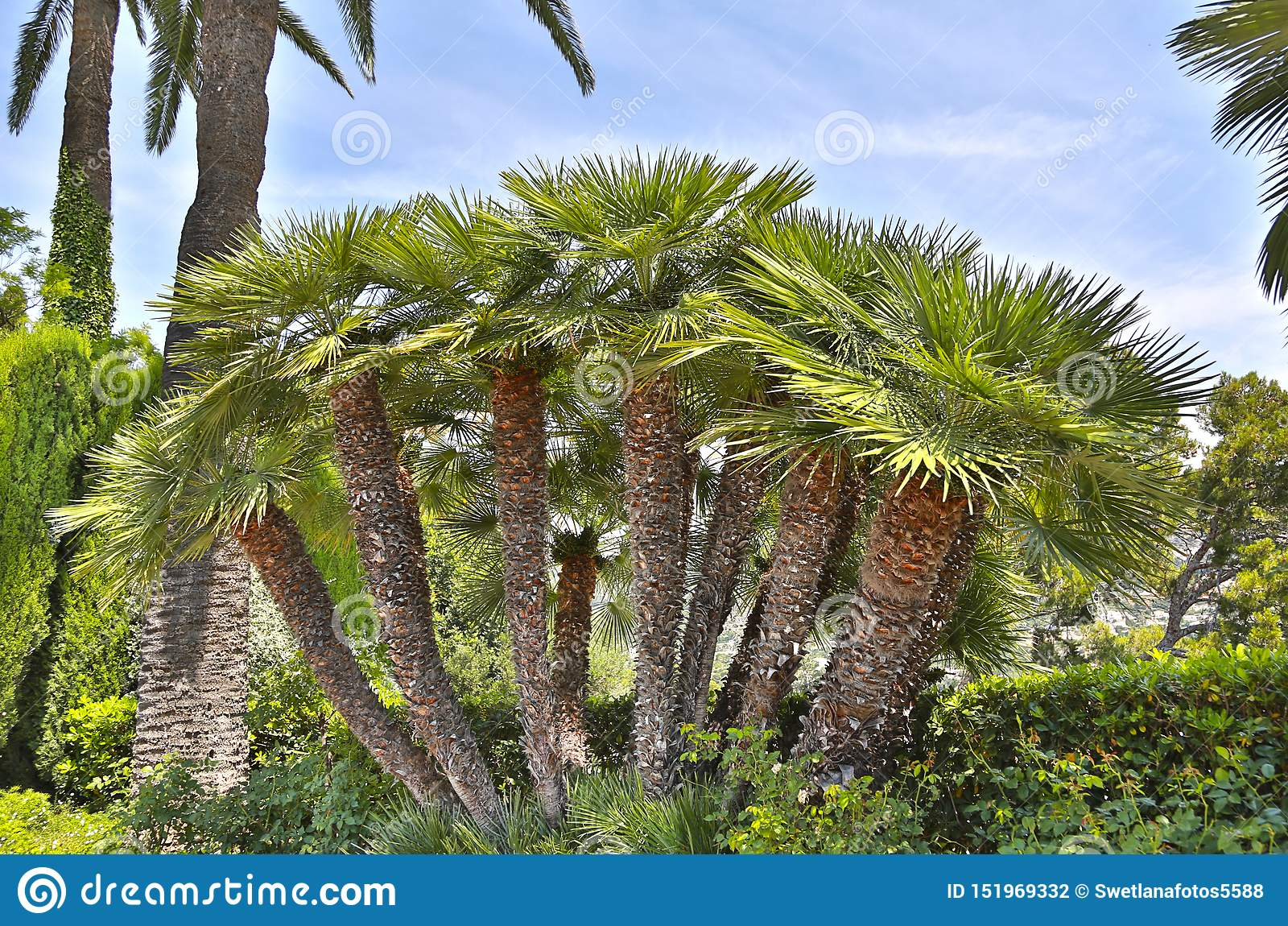 Mediterranean Fan Palm Fan Shaped Leaves And Thick Trunks for dimensions 1600 X 1150