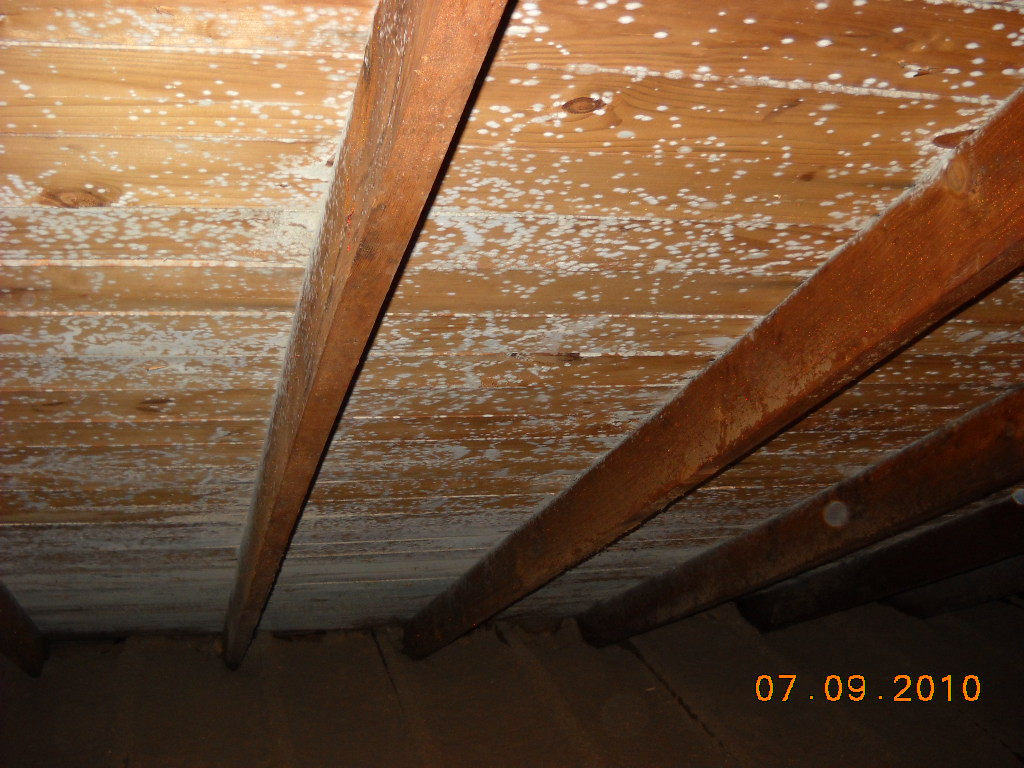 Mold Removal In A Dennis Attic Mold Pros intended for dimensions 1024 X 768