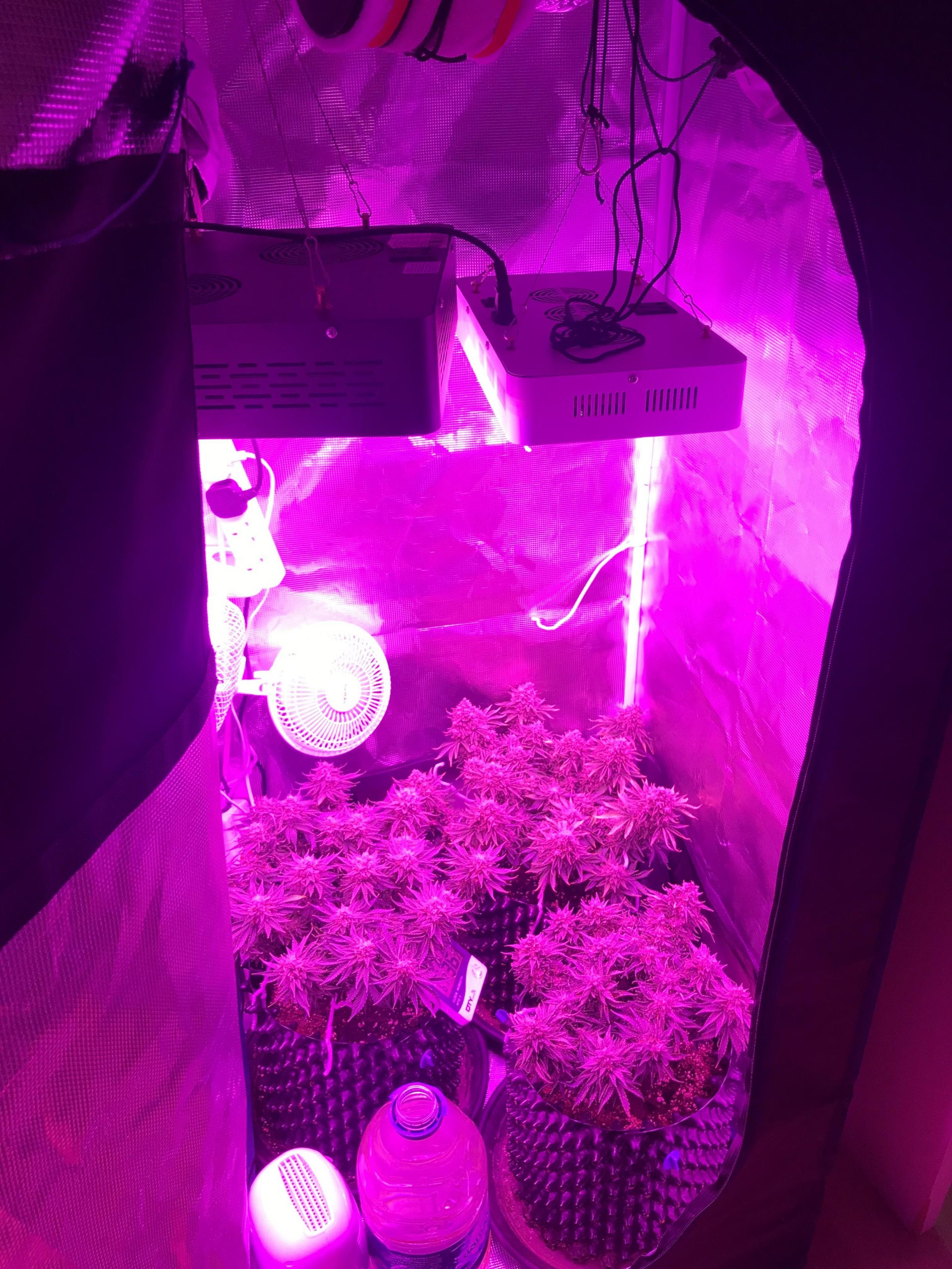 My 2x2x4 Set Up Last Grow Reached Past The Light Kept Nice for size 3024 X 4032