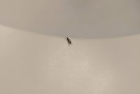 Pests Infestation In Bathroom Identification And intended for proportions 3024 X 4032