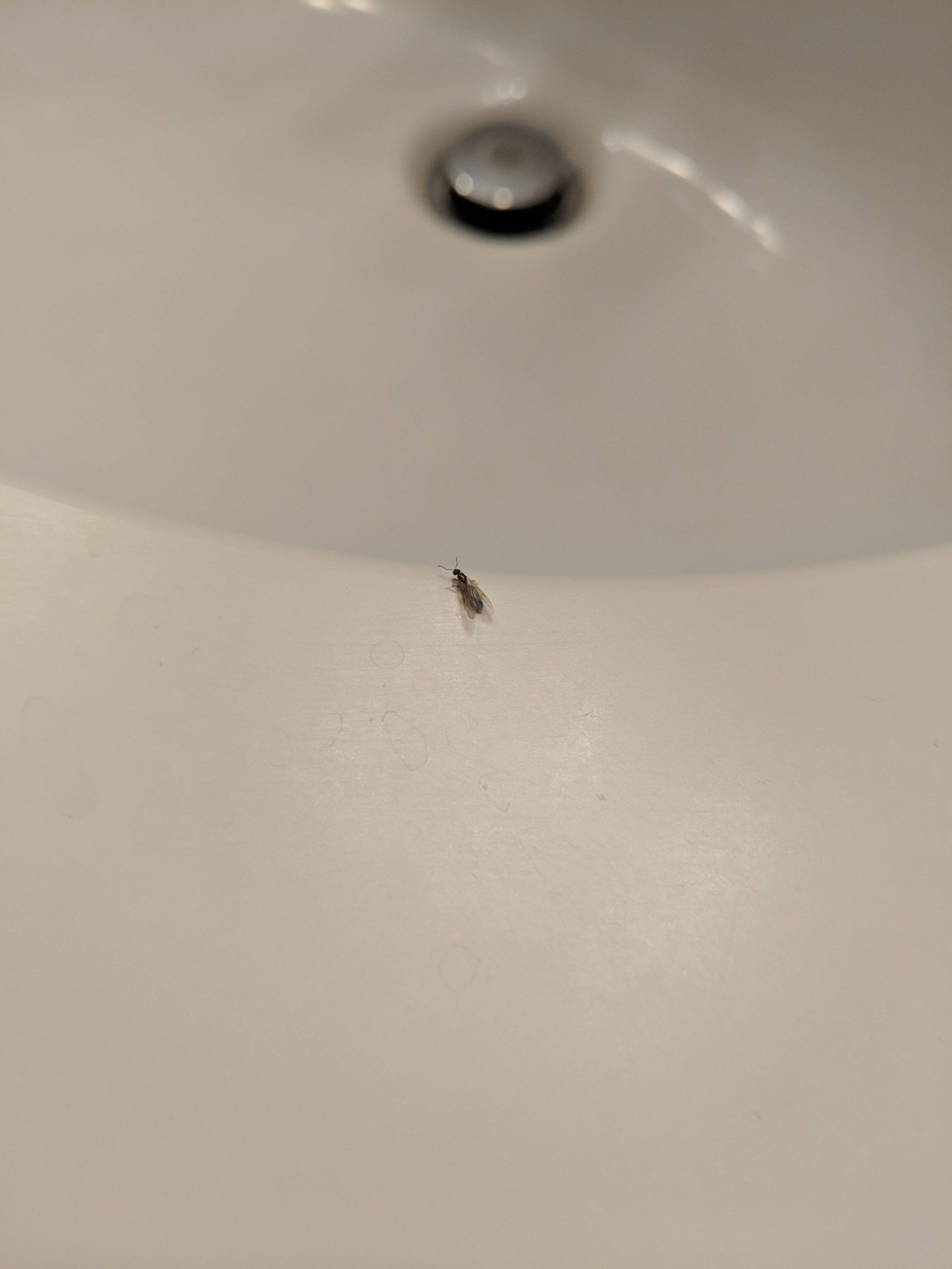 Pests Infestation In Bathroom Identification And with dimensions 3024 X 4032