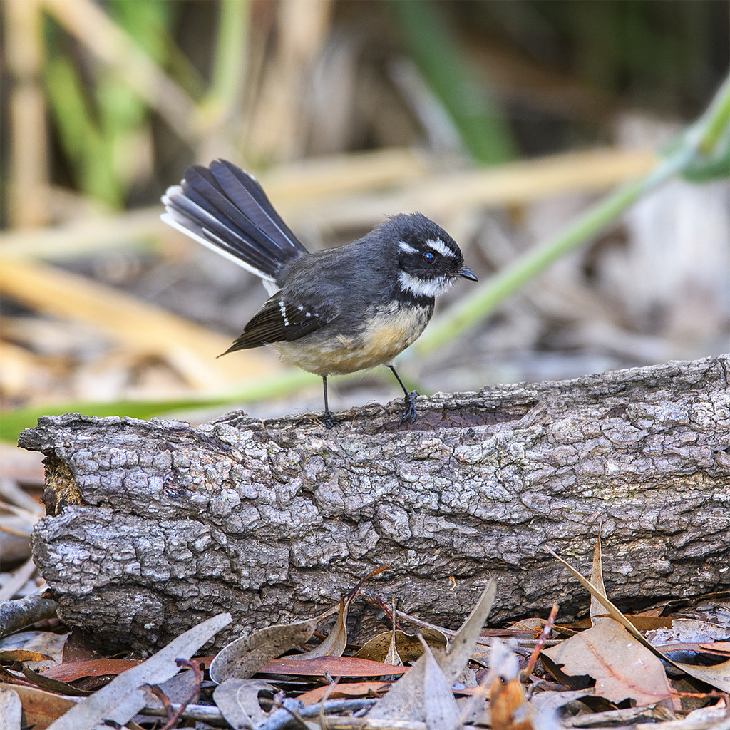 Small Bird Series A Grey Fantail Many Thanks For Your Vis for proportions 1024 X 1024