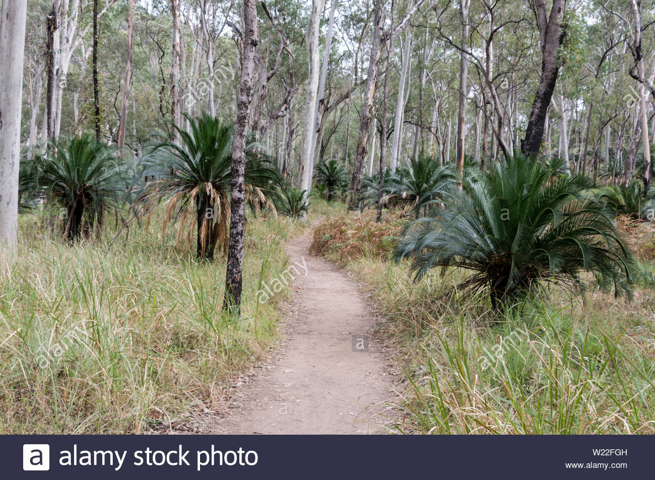 Small Fan Shaped Palm Trees Are Nitida Palm Livistona intended for size 1300 X 953