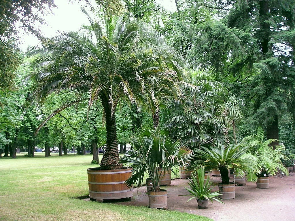 Small Palm Trees Guide Types That Grow 4 20 Feet Tall in measurements 1024 X 768