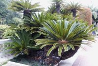 Small Palm Trees Guide Types That Grow 4 20 Feet Tall pertaining to dimensions 1024 X 768