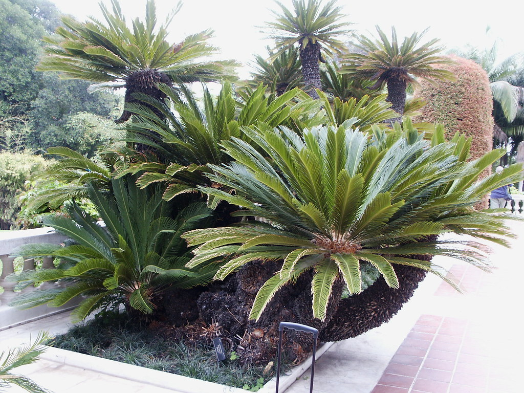 Small Palm Trees Guide Types That Grow 4 20 Feet Tall pertaining to dimensions 1024 X 768