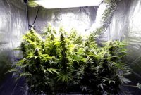 Top 6 Best 3x3 Grow Tent Reviews Of 2020 Growyour420 throughout dimensions 1024 X 906