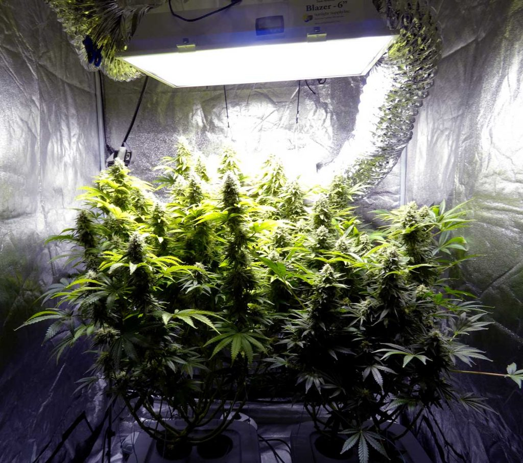 Top 6 Best 3x3 Grow Tent Reviews Of 2020 Growyour420 throughout dimensions 1024 X 906