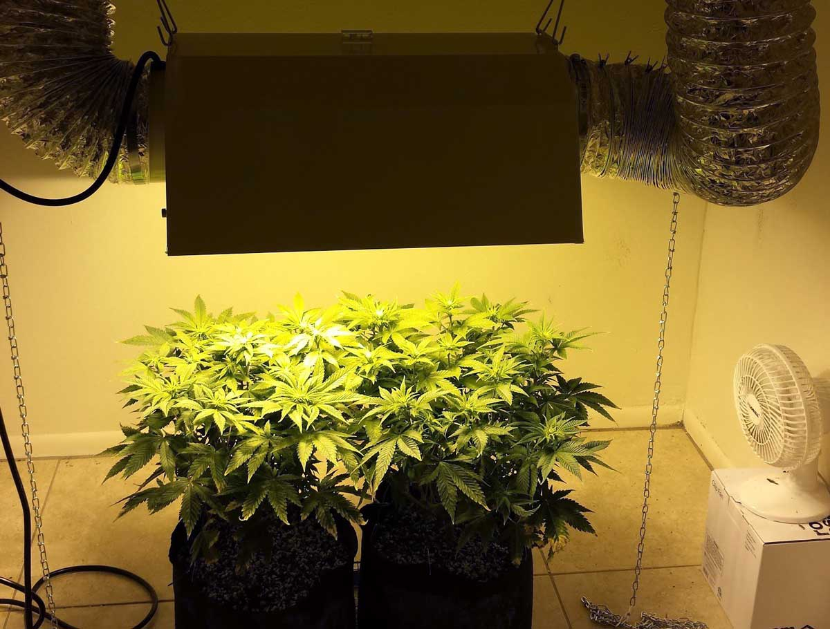 Which Reflector Is Best For My Mhhps Grow Light Grow pertaining to proportions 1200 X 910