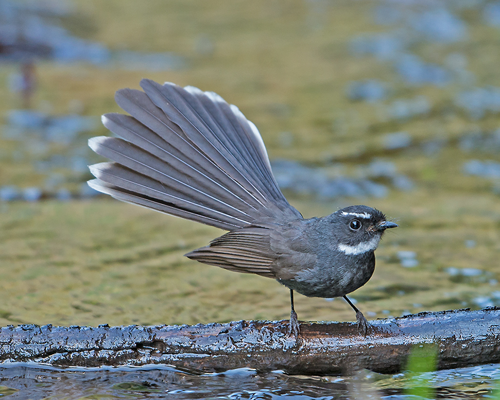 White Throated Fantail Wikipedia for proportions 1024 X 819