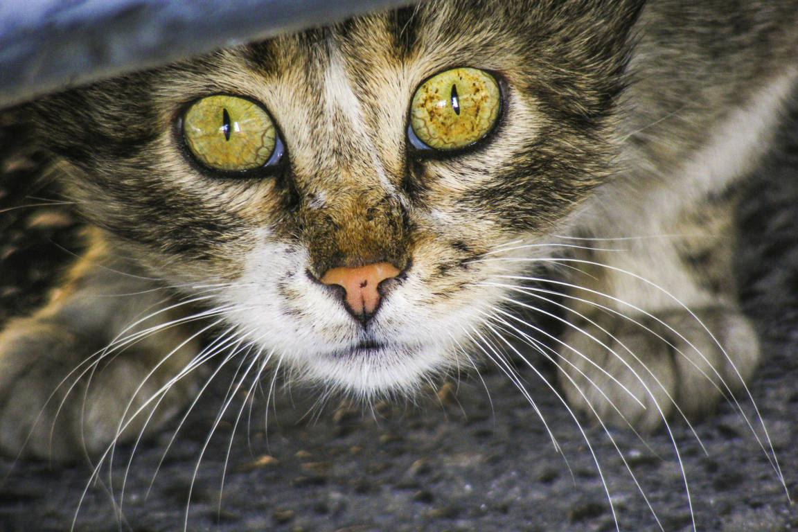 Why Is My Cat Scared Of Everything Animal Hospital for proportions 1152 X 768