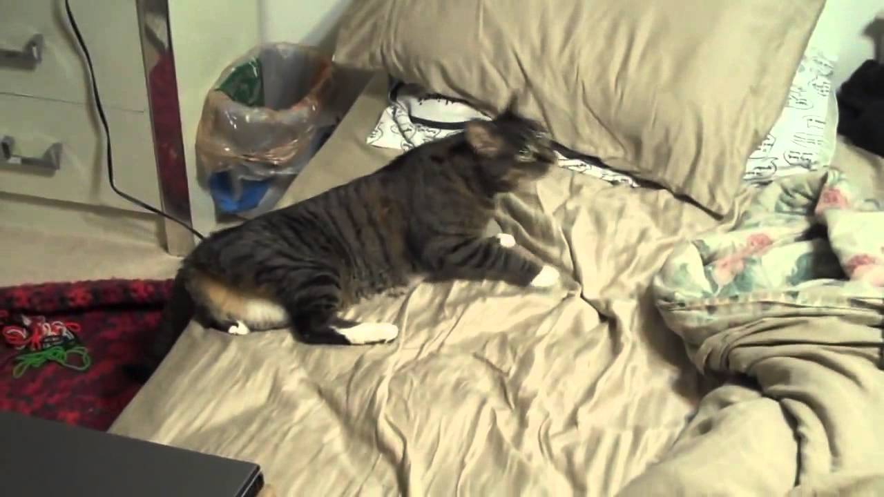 Wobbly Cat Fears Ceiling Fan Finds Comfort In Dirty Sock pertaining to proportions 1280 X 720